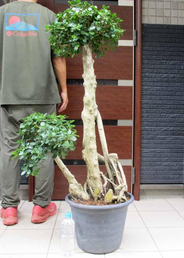 現品】葉が小さいタイプ 子パンダガジュマル コパンダガジュマル 12号