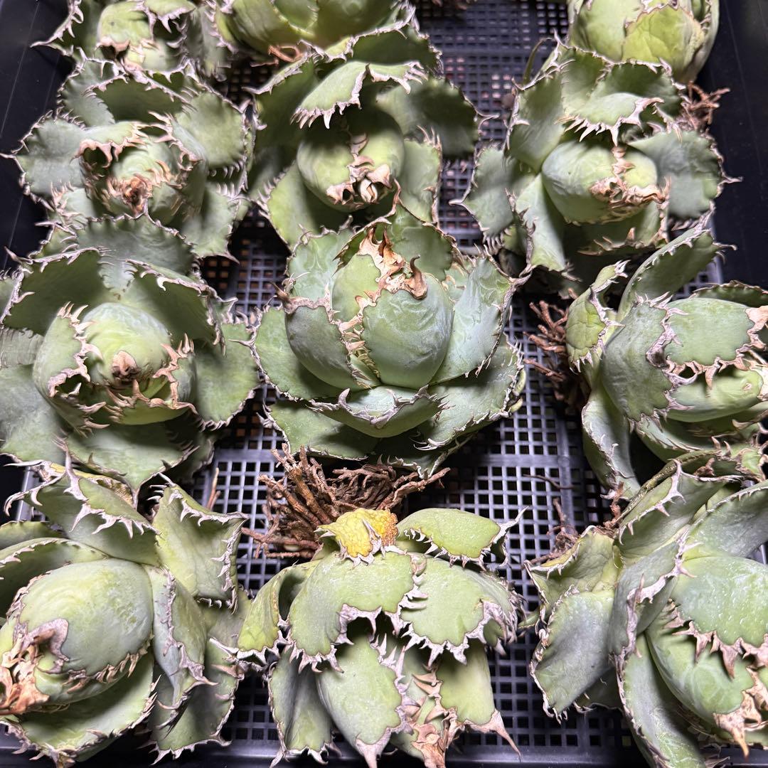 フィリグリー 極美株 1株 アガベ チタノタ - メルカリ