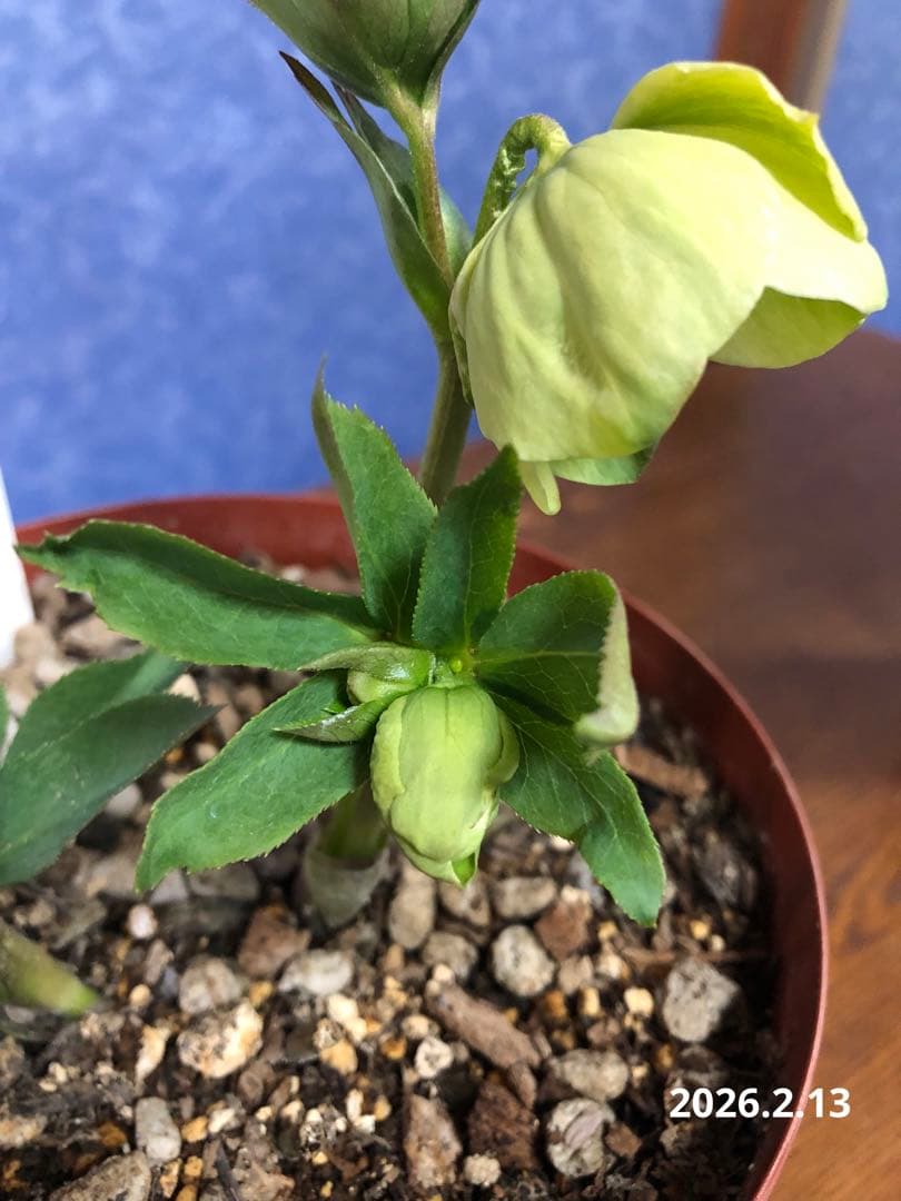 クリスマスローズ 原種 オドルス 緑 シングル 香り - メルカリ