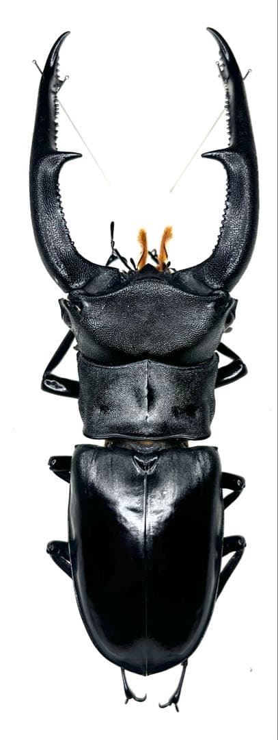 美品 特大 テナガカミキリ 標本 極美個体】テナガカミキリ 全長74mm