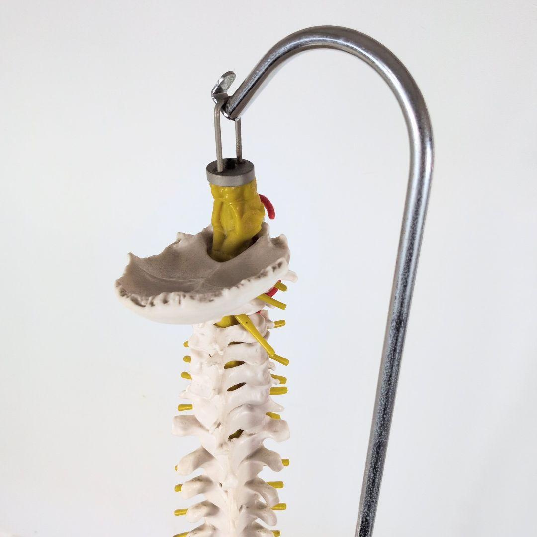 脊椎骨格模型 標本 脊椎 脊柱 背骨 現状品 - メルカリ