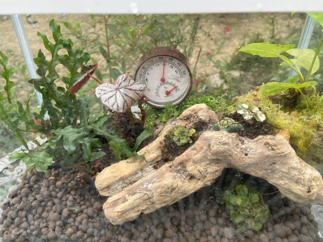 パルダリウム 屋久島 極姫ユキノシタ - メルカリ