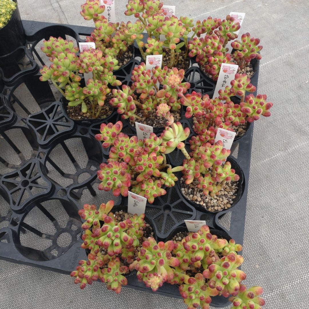 ぶっちゃんさん専用