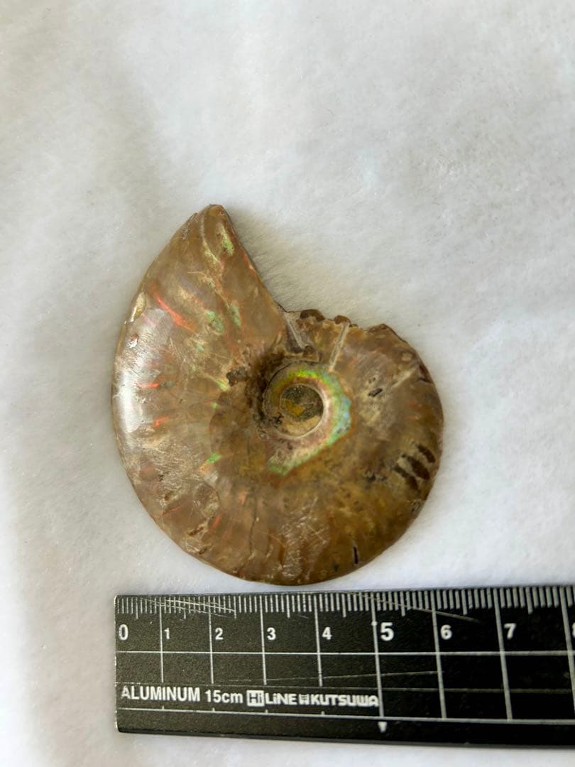 値下げしました。アンモナイトの化石 約15cm 虹色 - メルカリ