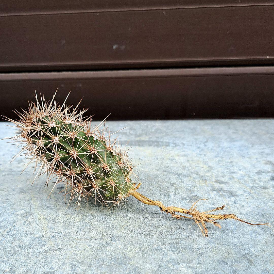 希少‼️✩.*˚ ステノケレウス エルカ (入鹿サボテン) ✩.*˚ - メルカリ