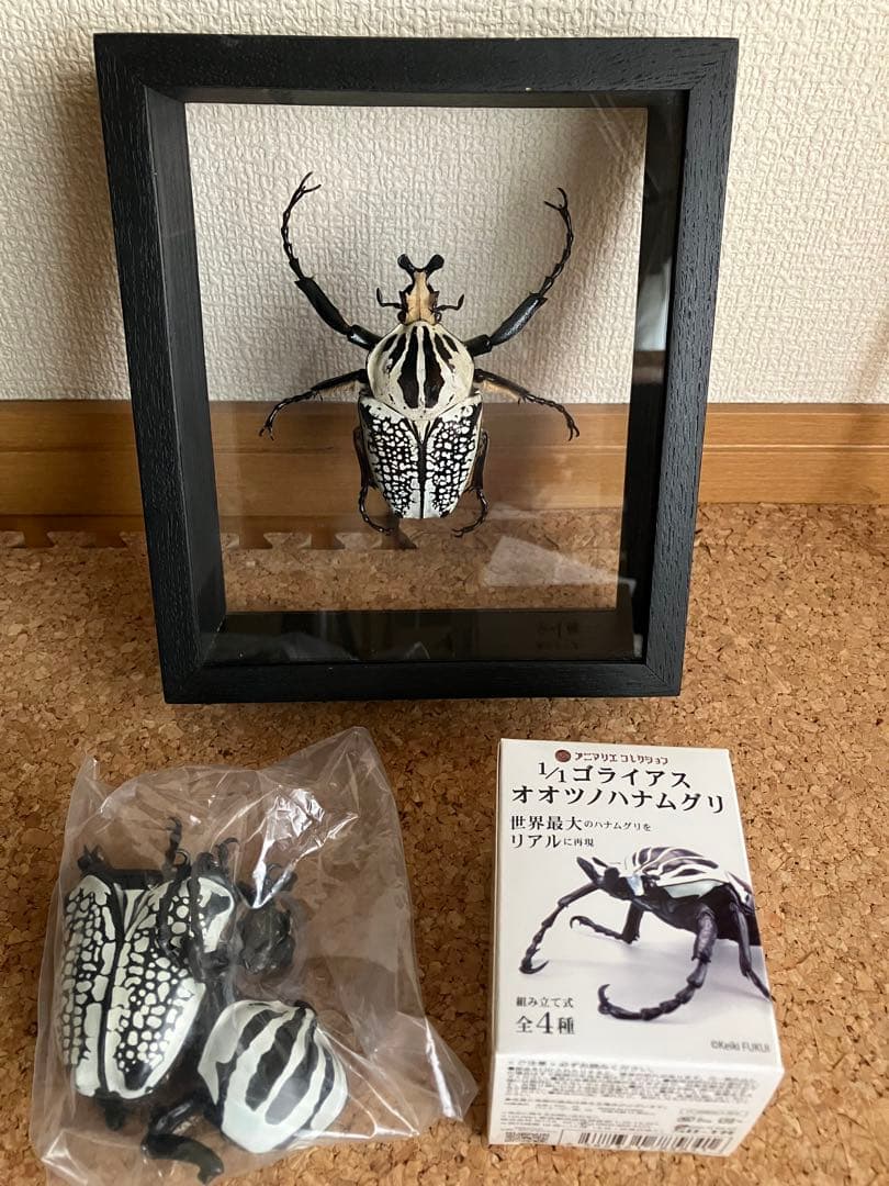 標本/ゴライアスオオツノハナムグリ/ゴライアスオリエンタリス