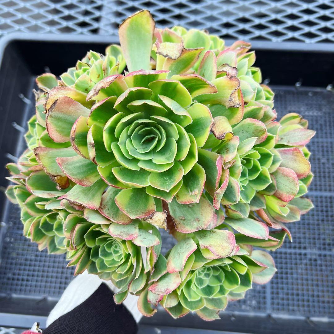 新入荷 アエオニウム ハロウィン錦(古株、ブーケ型) 法師錦 超大品