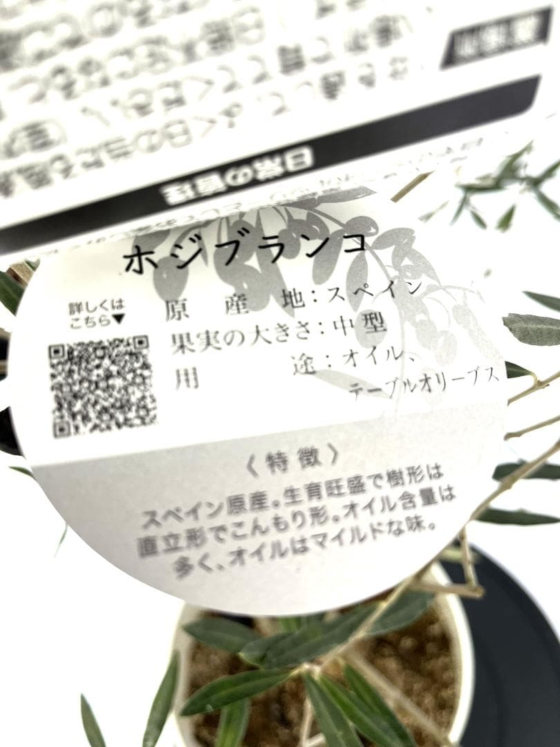 オリーブの木 ホジブランコ 7号 約150cm NO.853 人気品種 現品掲載