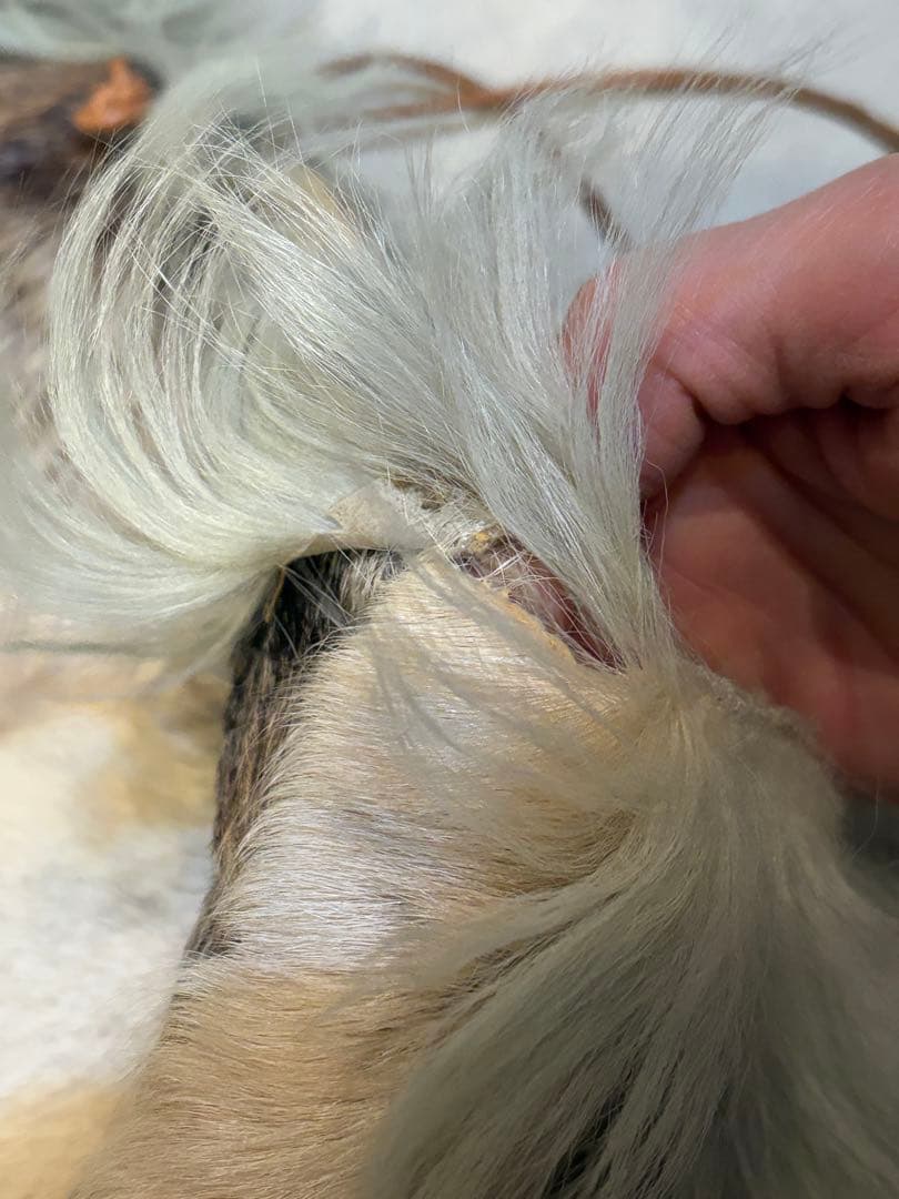 新年SALE☆MARNI ハラコ ファー トートバッグ - メルカリ