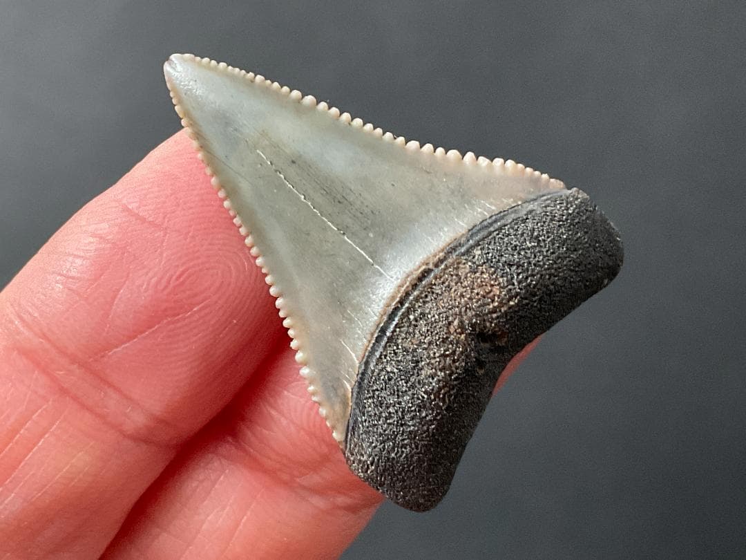 ホホジロザメの歯 [GR229] 化石 希少 レアホホジロザメの歯 [GR229