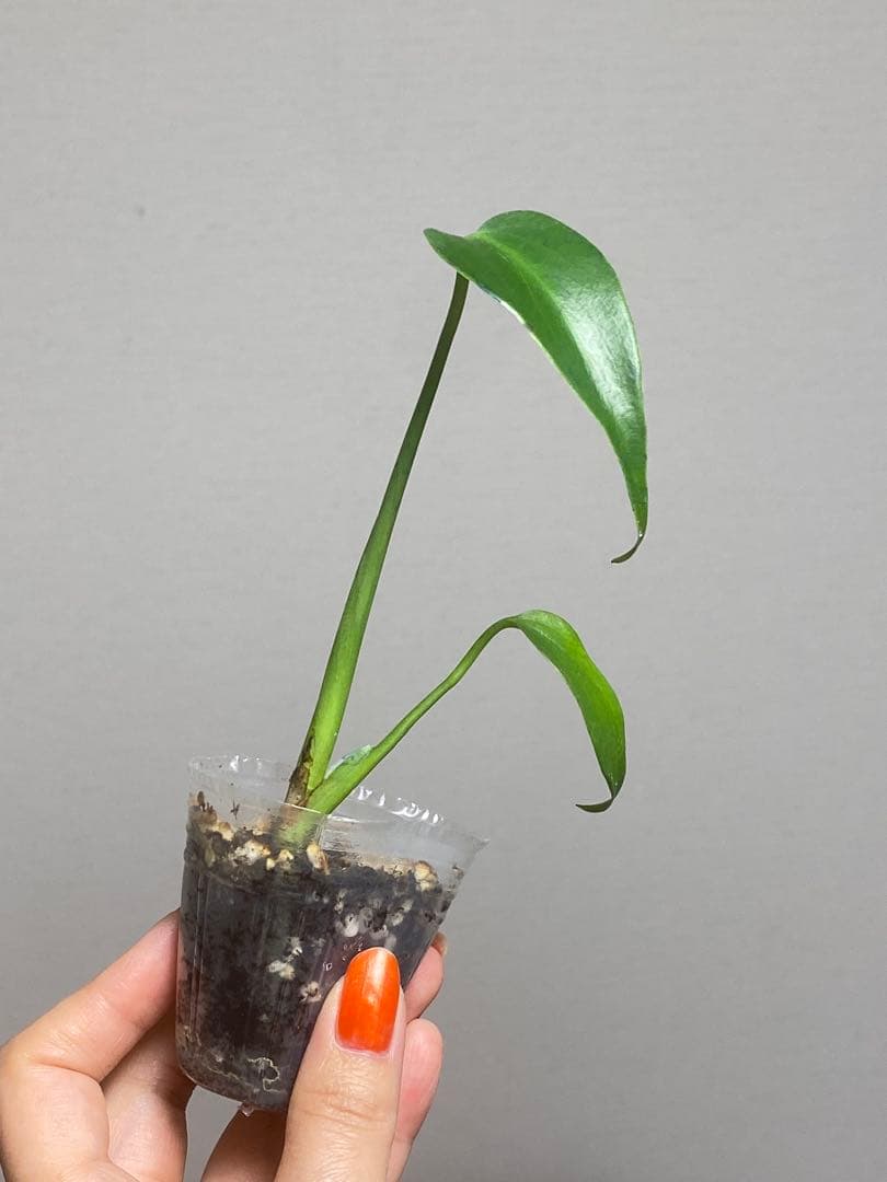 ち*ん様 【棚整理セール‼️】モンステラ バールマルクス 希少 レア