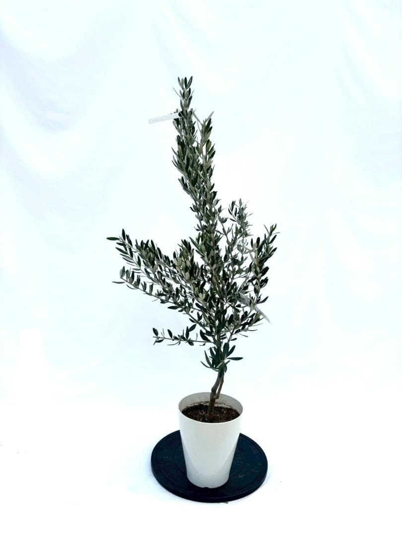 KS専用　オリーブの木　ホワイト2本 オリーブ オリーブの木 キューブホワイト鉢植え 送料無料 育てやすい