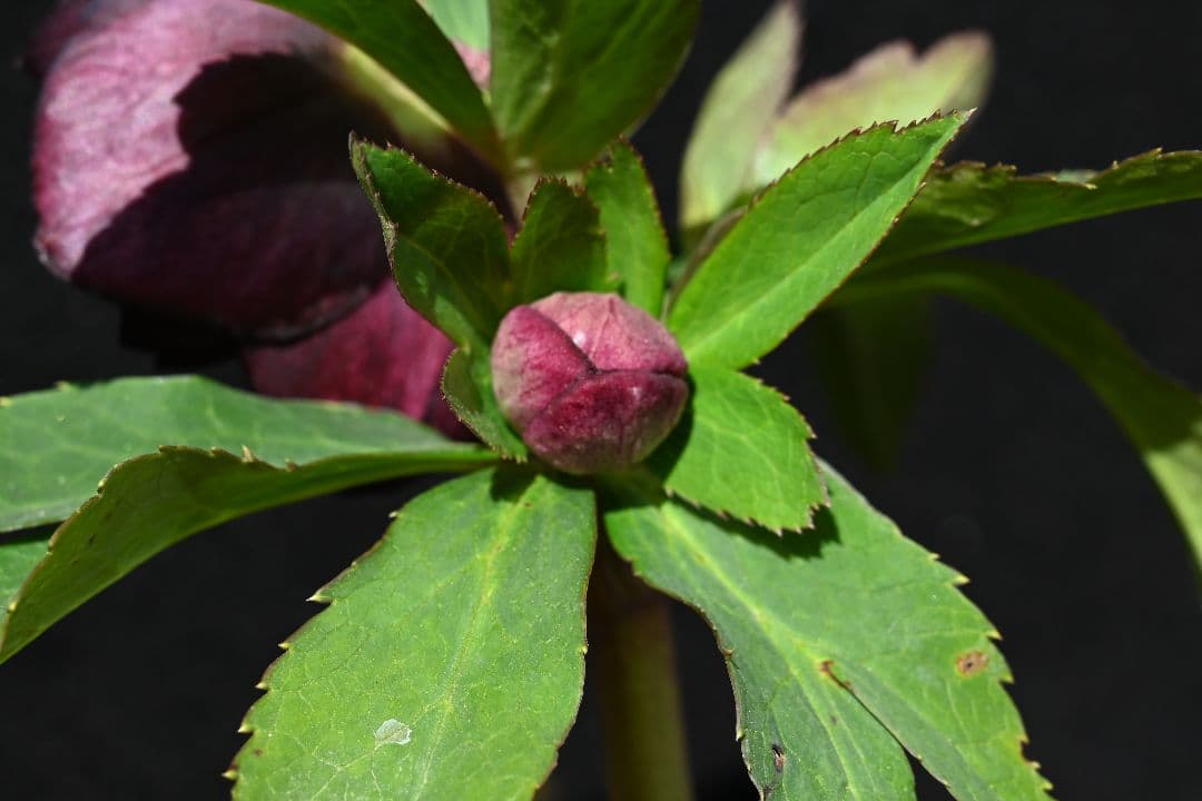 クリスマスローズ ddバイカラーグレープ 加藤農園 - メルカリ