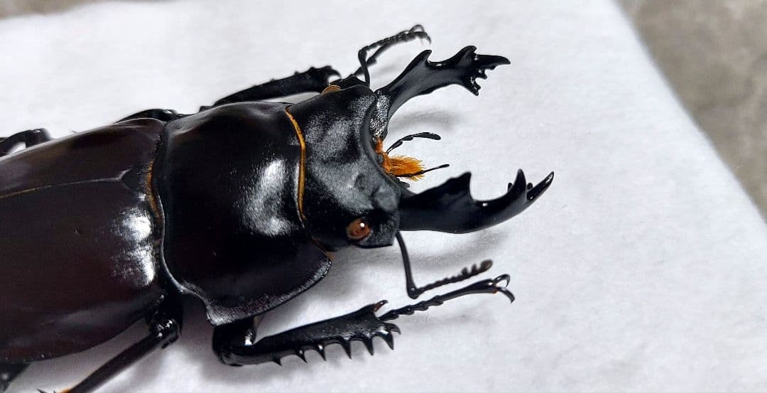 ヤエヤママルバネ　WF1　65mup