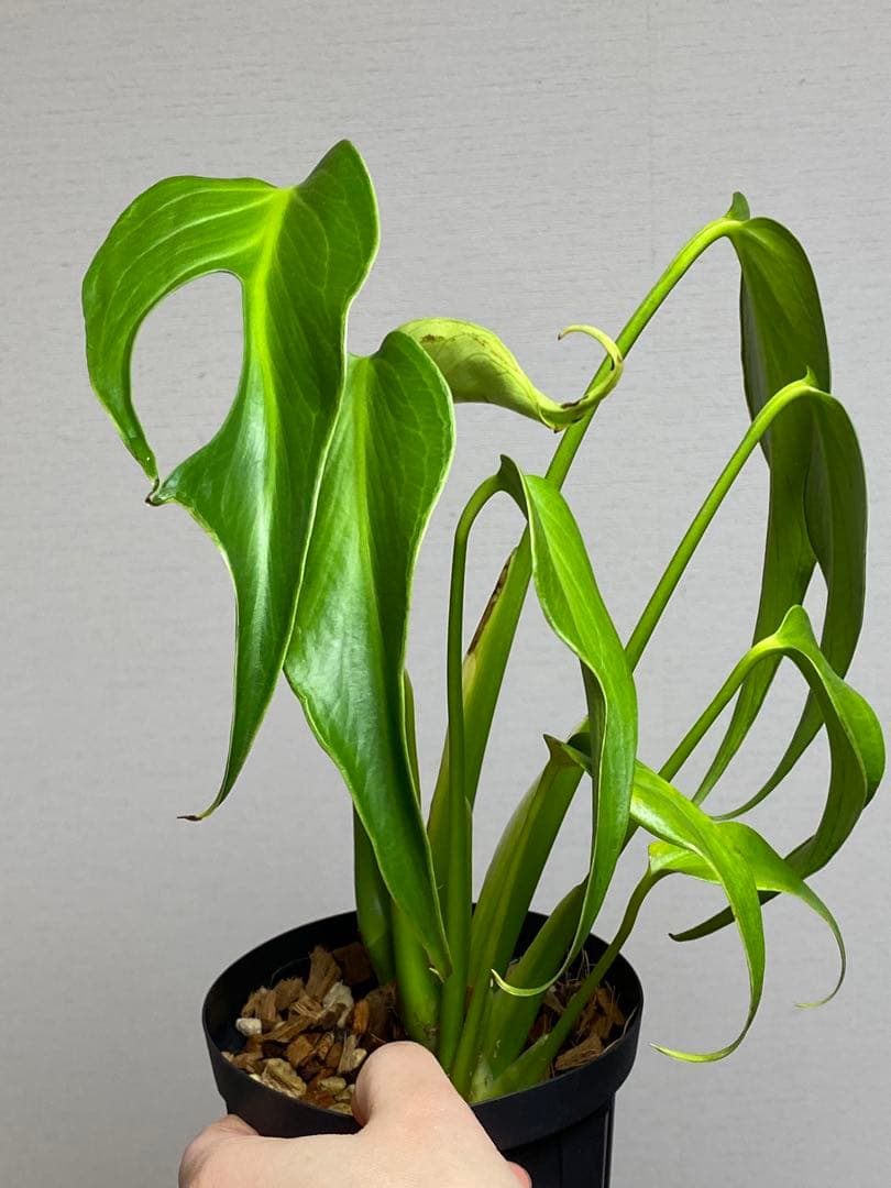 棚整理セール‼️】モンステラ バールマルクス 希少 レア 人気