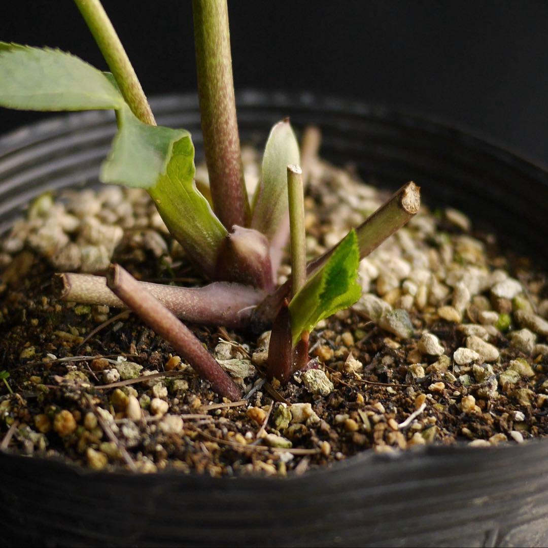 11335 深カップ縦ネク ホワイトセミダブル クリスマスローズ 開花株の