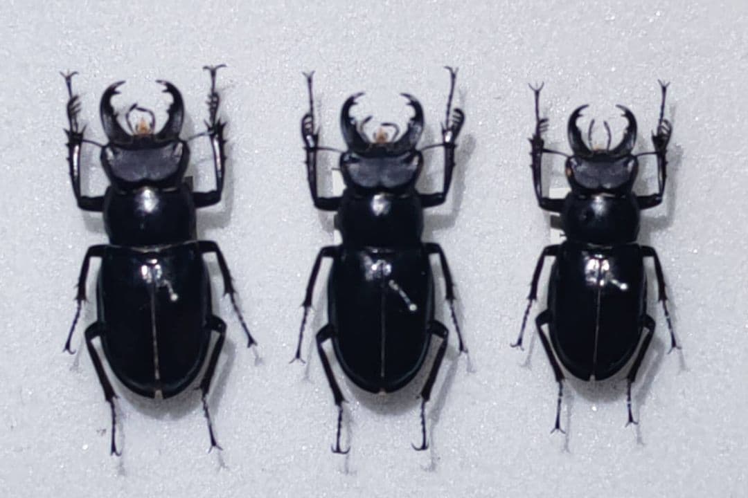 ミクラミヤマクワガタ 標本 昆虫標本】ミクラミヤマクワガタ 標本 野生 ワイルド 黄紋型 - メルカリ