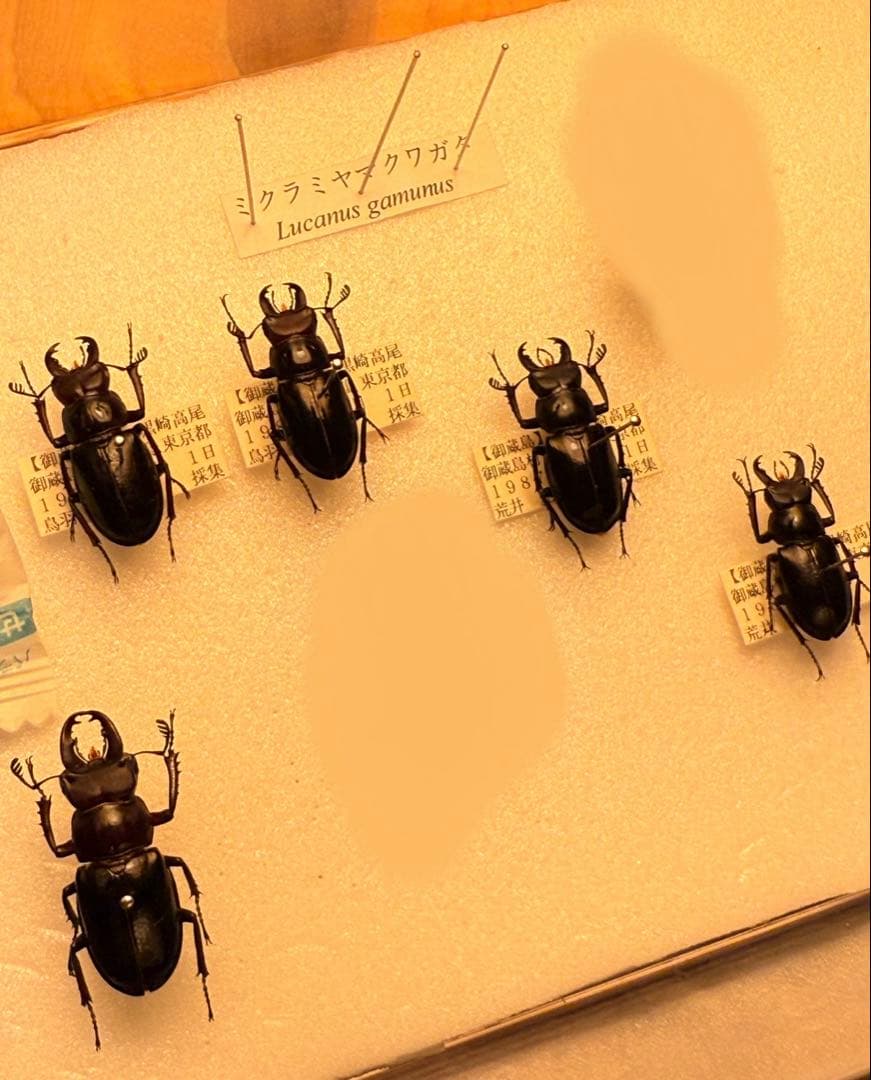 ミクラミヤマクワガタ【規制前採集個体】