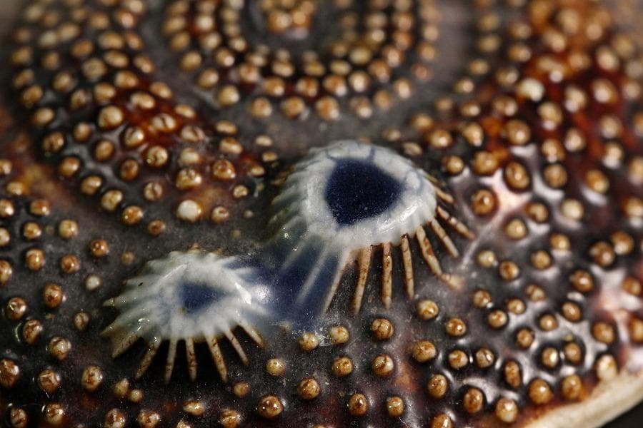 古平戸 名品 栄螺 蓋物 五件 京都料亭 蔵出 - メルカリ