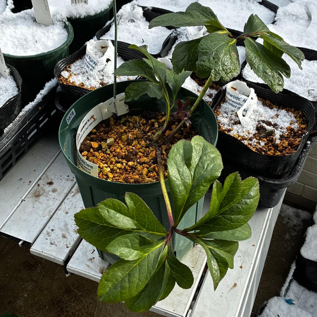 t*k様 3578☘️蕾花タグ付き☘️6号ロング☘️2年間管理☘️Ashwood