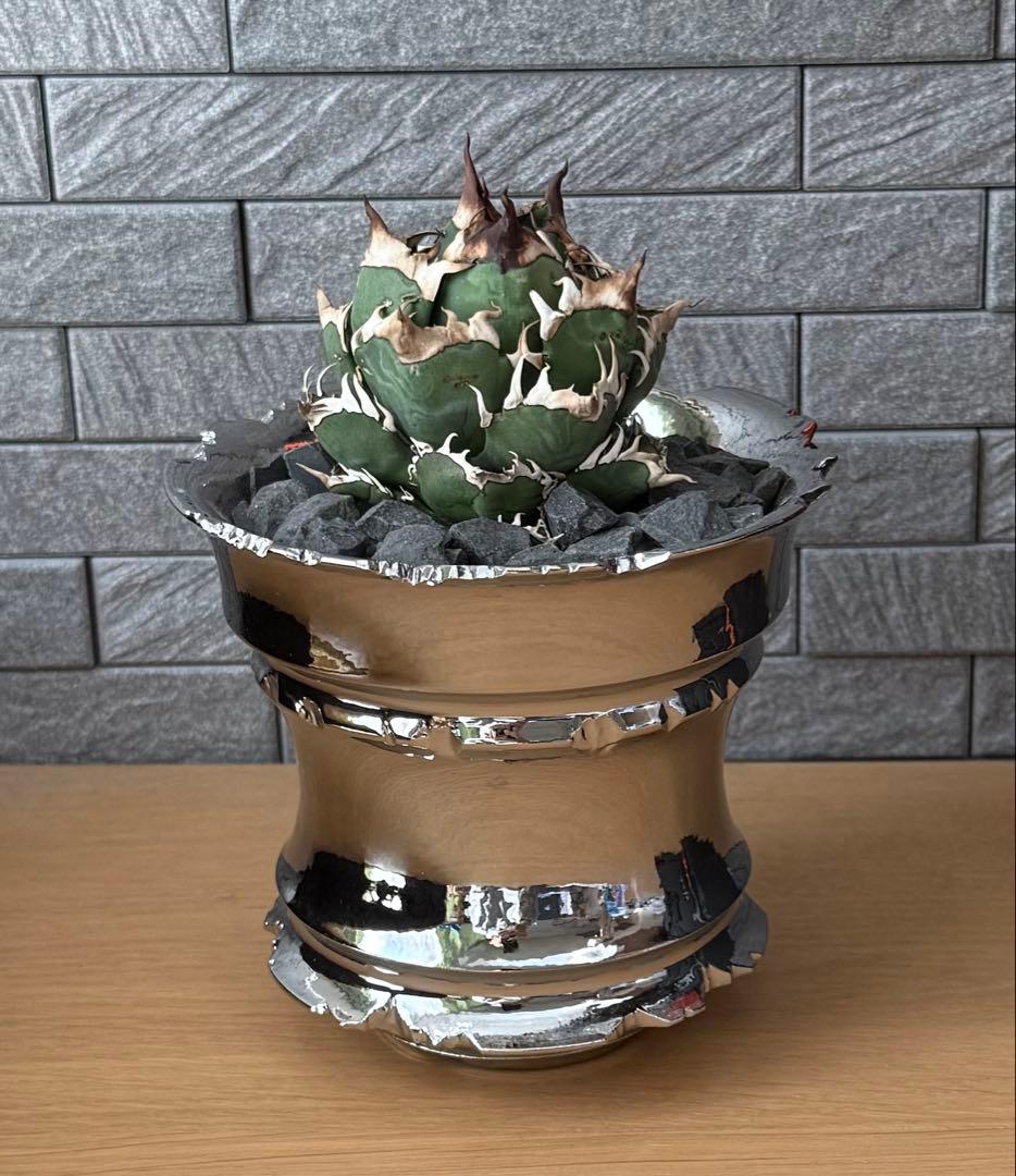 ちーやん アガベ チタノタ レッドキャットウィーズル 発根済【ゴル猫・丸型 アガベ チタノタ レッドキャットウィーズル RC-06 | アガベ専門店