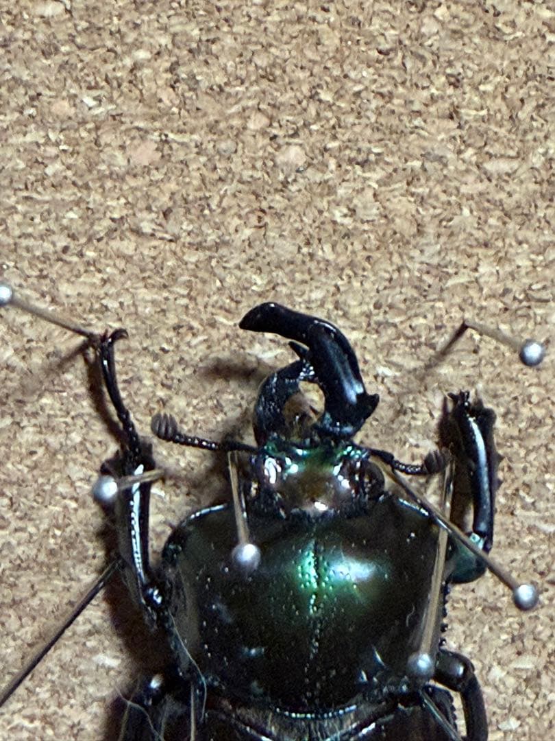 ニジイロクワガタ 雌雄モザイク？ - メルカリ