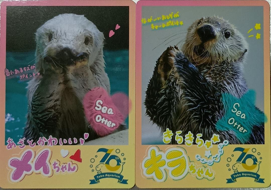 鳥羽水族館 コレクションカード ラッコ メイちゃん キラちゃん - メルカリ