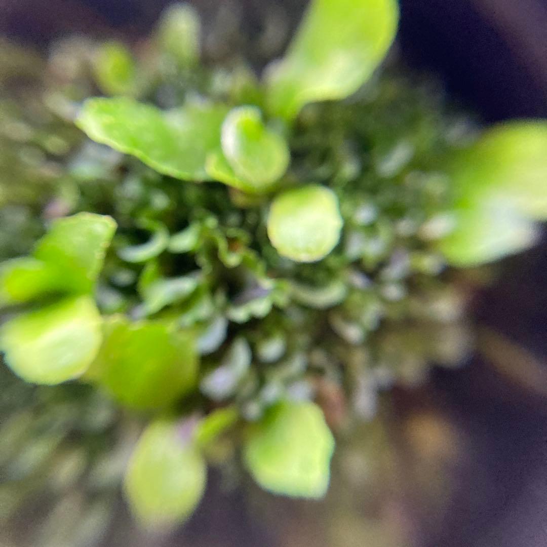 ビカクシダ P.Willinckii OMG 前葉体 胞子体 C - メルカリ