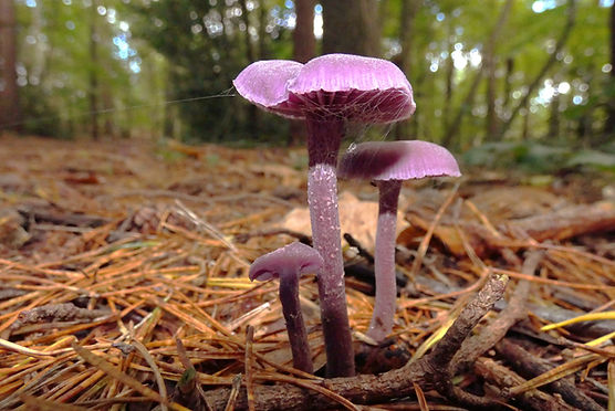 UK Fungus Day - Find-a-Fungus's Journal · iNaturalist