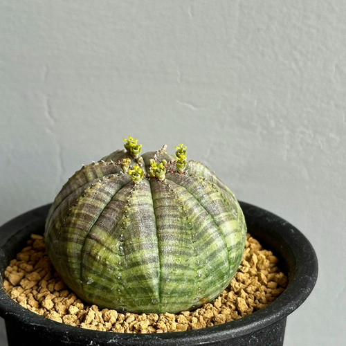 ユーフォルビア オベサ #118 | BIZARRE GREEN