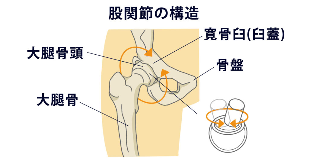 人工股関節置換術とは｜メリットとデメリット、対象疾患、手術の流れ